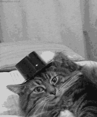 GIF gato con sombrero